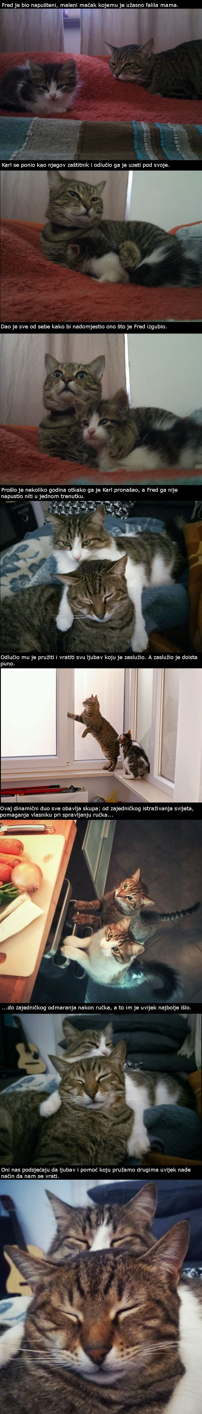 Ovaj je mačak pronašao malog mačića na parkiralištu i odlučio biti njegov zaštitnik