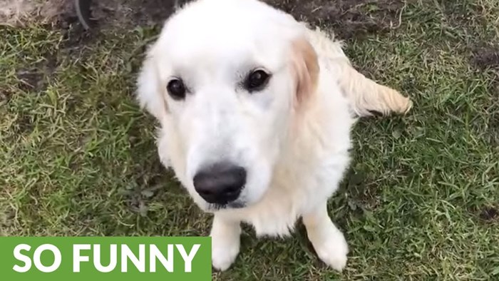 VIDEO Psa su ostavili samog, a on im je za kaznu rasturio dvorište!