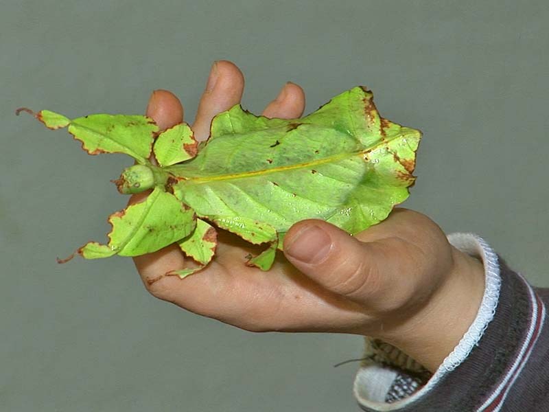Nije stari list salate: Kukac mulja i laže!
