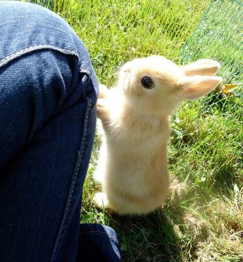 Čuj, znam da imaš mrkvu, nemoj da ti moram radit problema..