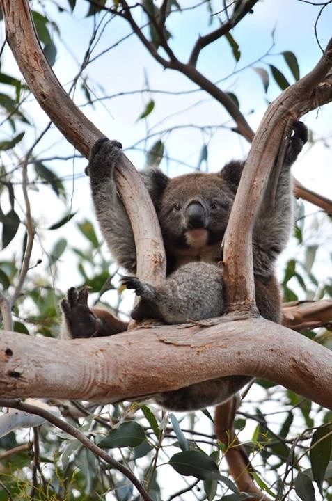 Koala se kandidirala za najslađe stvorenje na zemlji