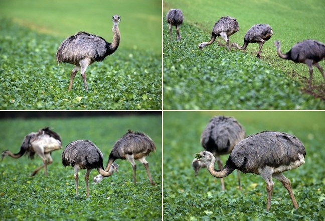 Nandui u raju - pasu travu do iznemoglosti