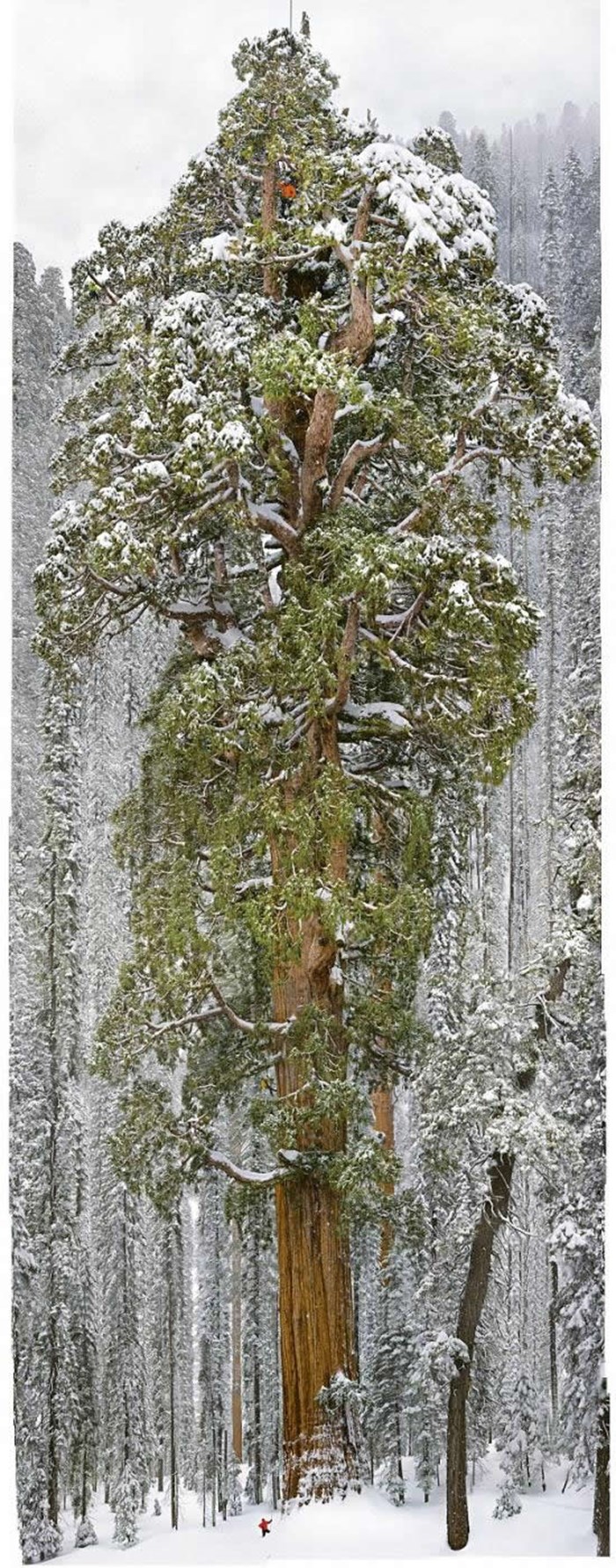 Stablo staro 3200 godina