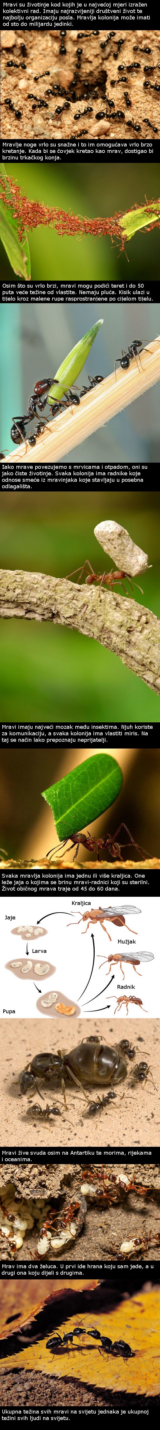 GALERIJA: zanimljivosti o mravima koje će vas iznenaditi