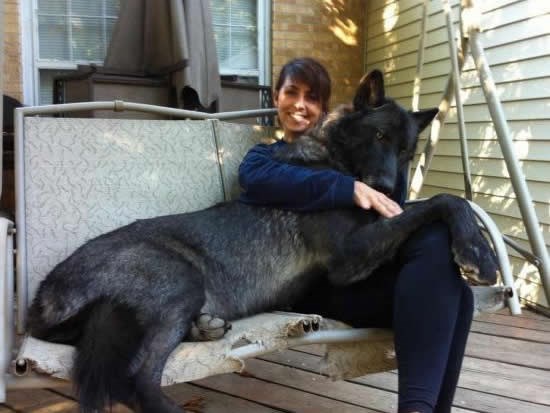 Kad ne bi psa, nego hibrida s vukom