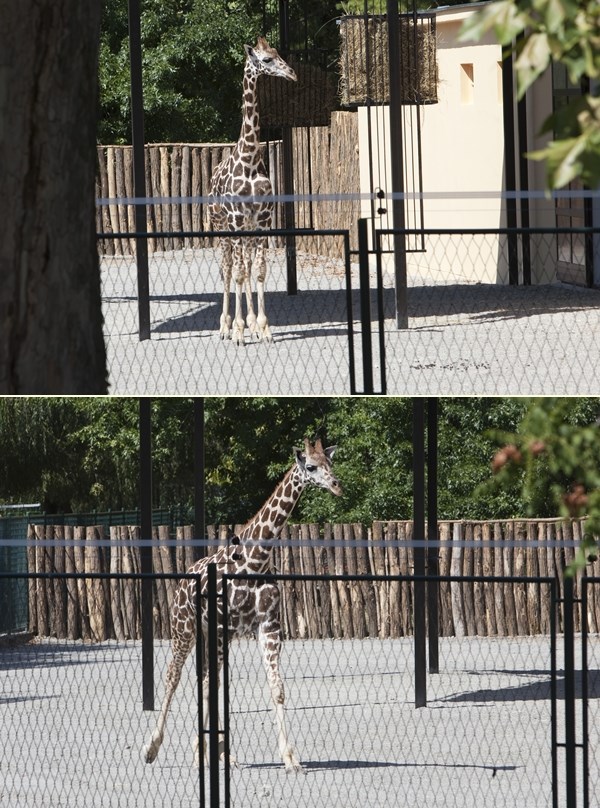 Ovo su Edgar i Johan: Dvije žirafe stigle u osječki ZOO