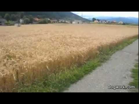 VIDEO: Mogli bi gledati cijeli dan :D