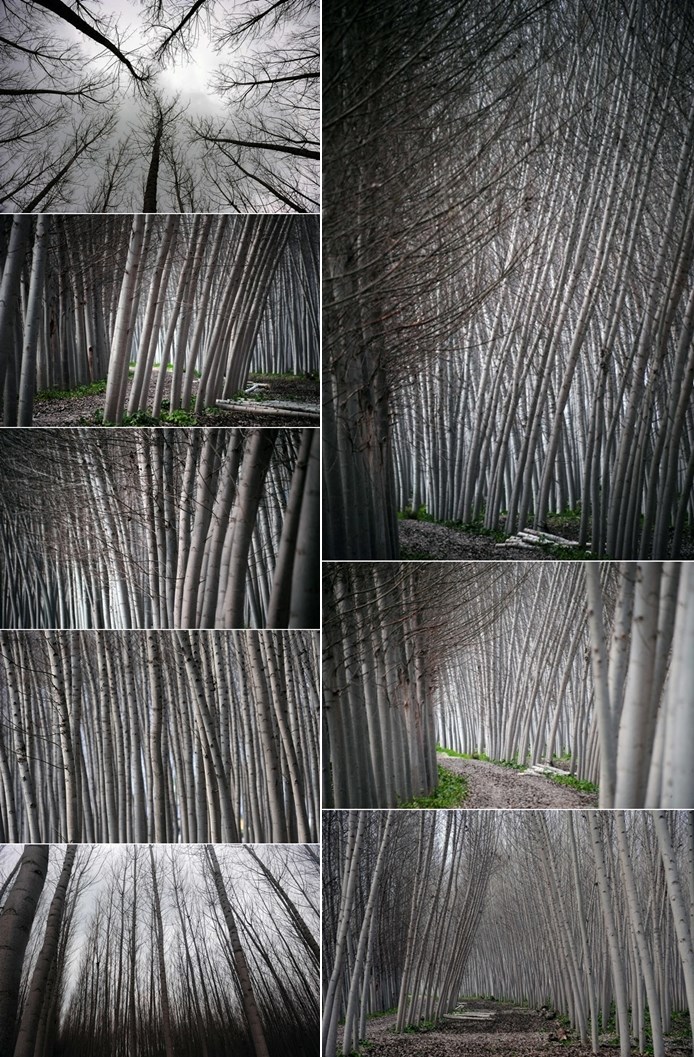 Španjolska "čarobna šuma"