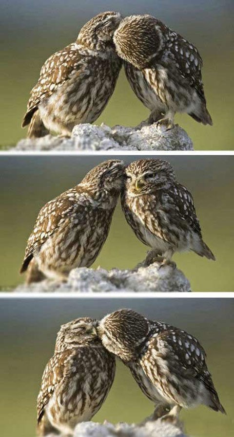 Sovice uhvaćene u trenucima nježnosti