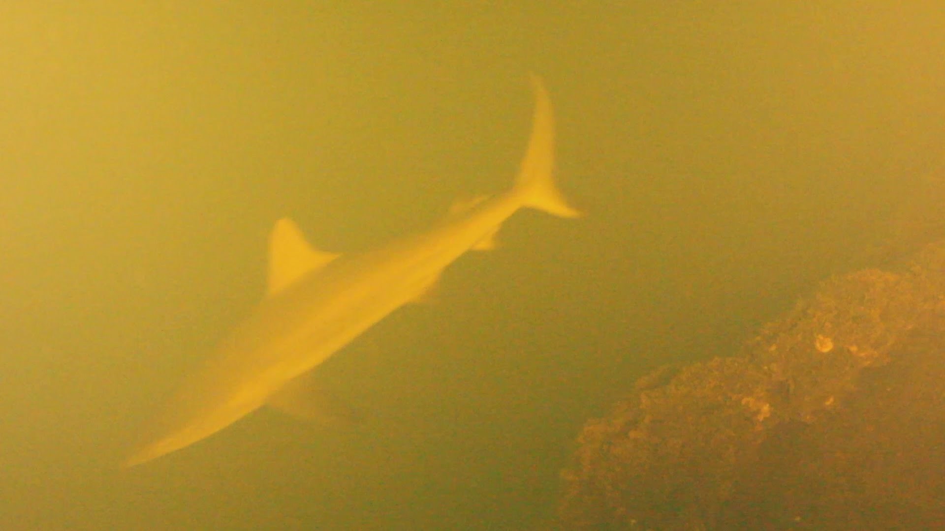 VIDEO: U podvodnom aktivnom vulkanu pronađeni morski psi - živi