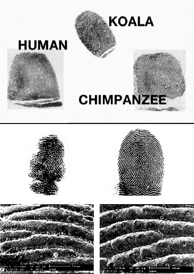 Koala ima "ljudski" otisak prsta