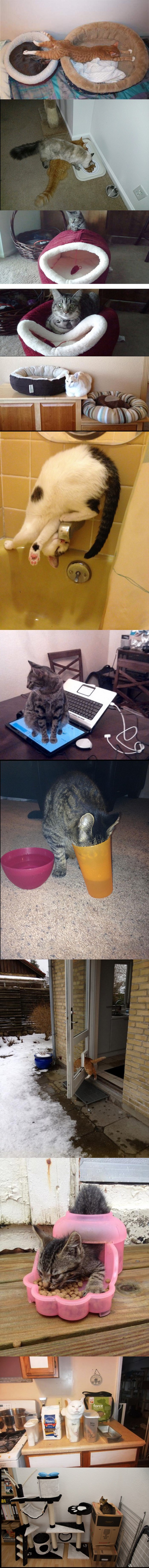 Fotografije koje dokazuju da će mačke baš uvijek raditi po svom