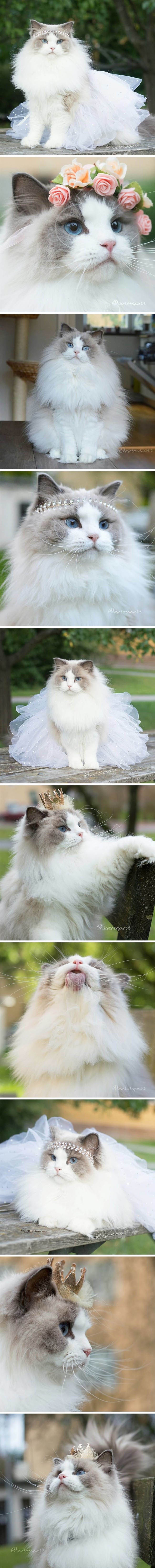 GALERIJA: Upoznajte Auroru, najljepšu mačju princezu na svijetu