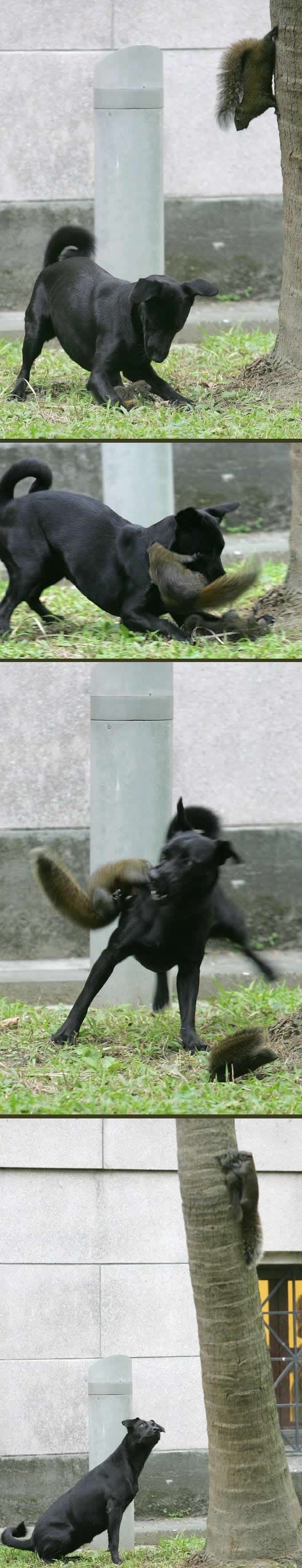 Neustrašiva mama vjeverica napala zvijer i spasila sinčića