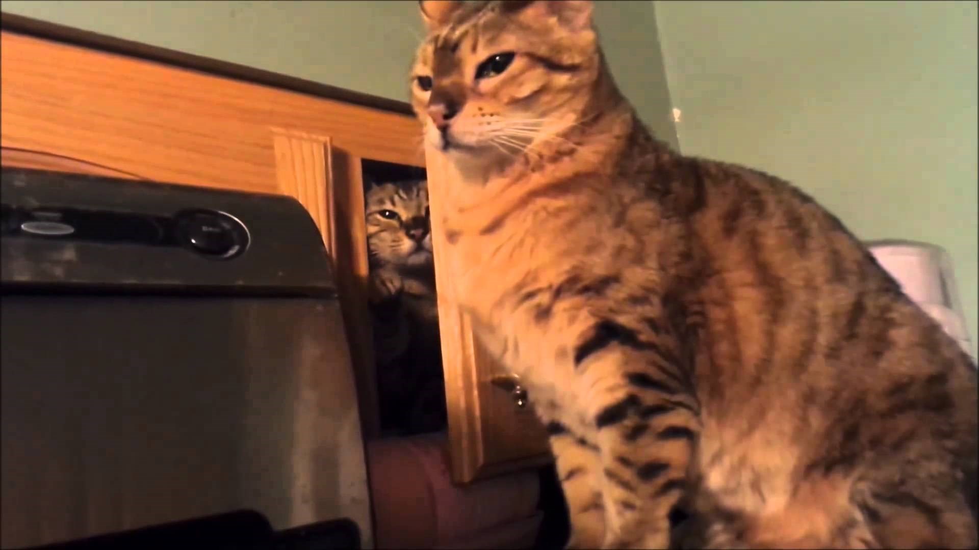 VIDEO: Podmukli napad nindža mačke