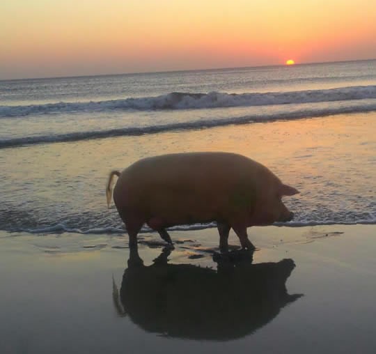 Nujna krmača o sutonu sjetno šeta žalom