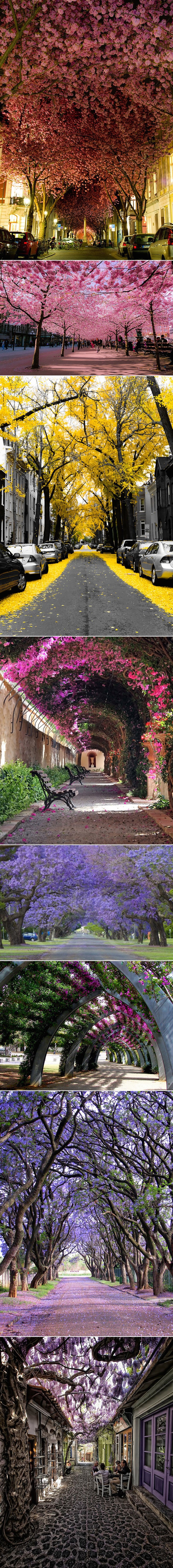 GALERIJA: Romantična šetnja pod cvijećem