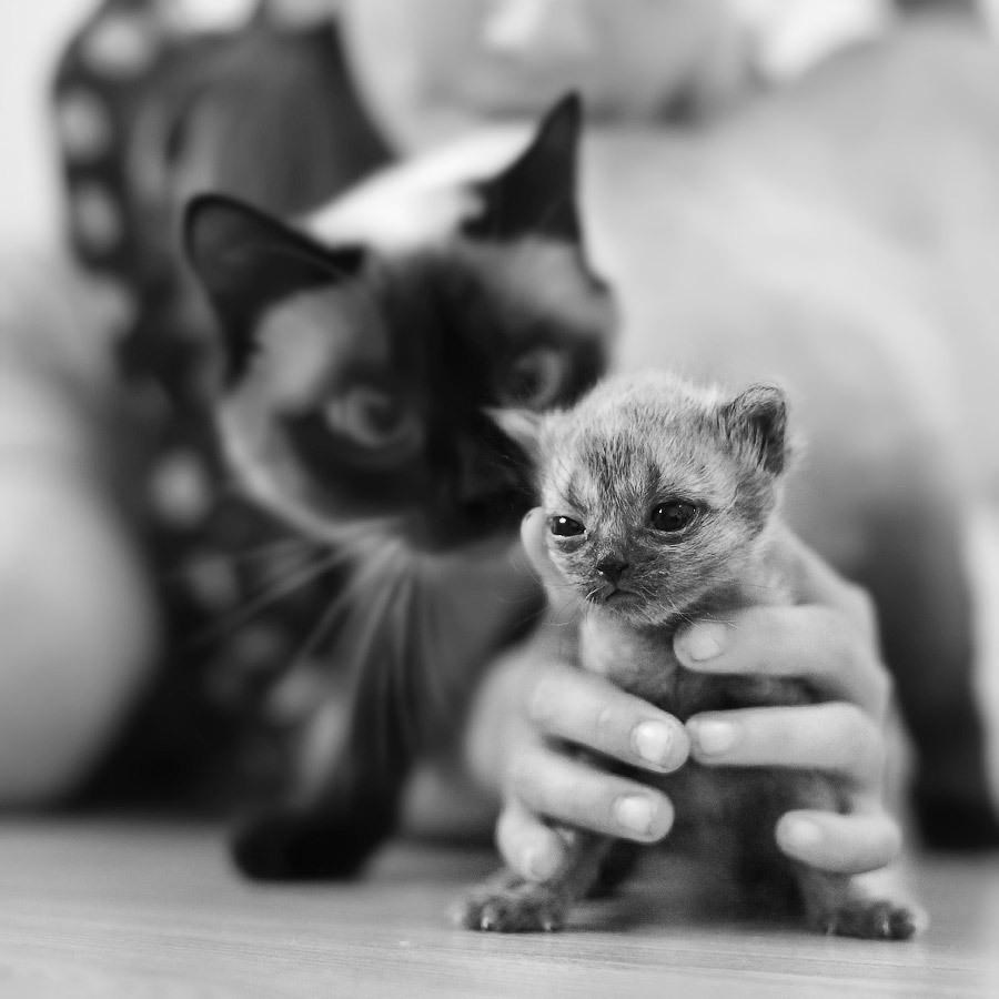 Ohrabrenje mačiću za prve samostalne korake