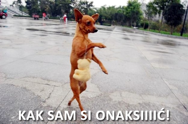 "Seks i grad" za pse