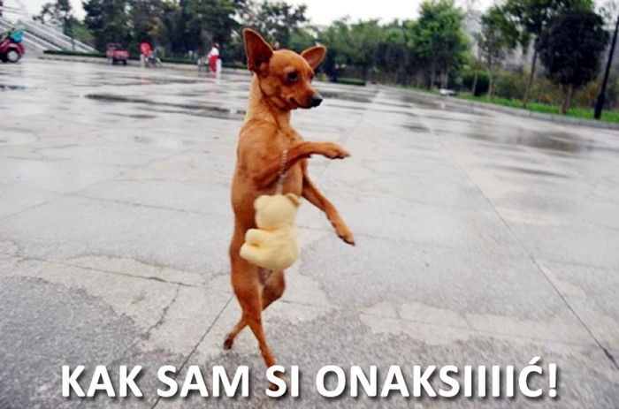 "Seks i grad" za pse