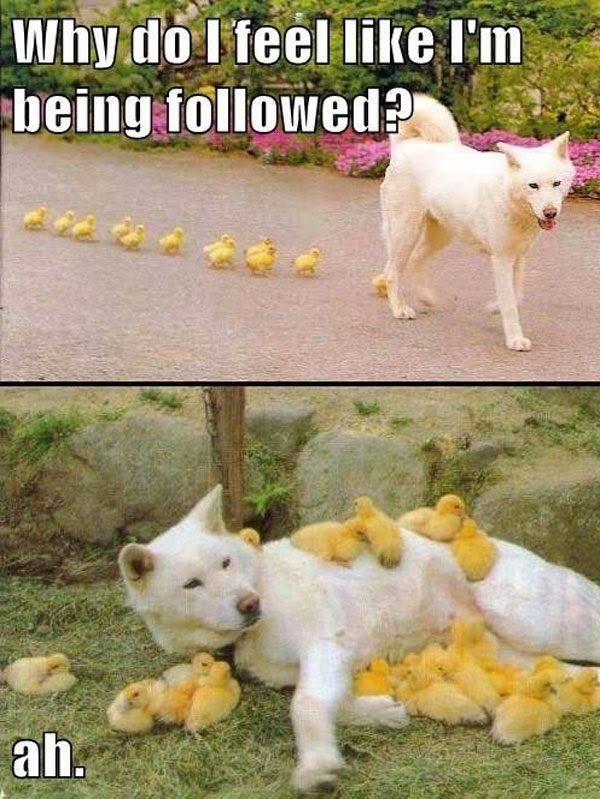 Pačići našli zamjensku mamu