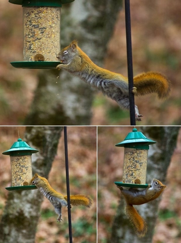 Spretna vjeverica krade klopu pticama