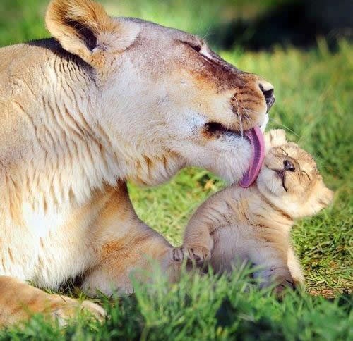 Mamaaa, rugaju mi se da sam k'o da me krava lizalaaa!