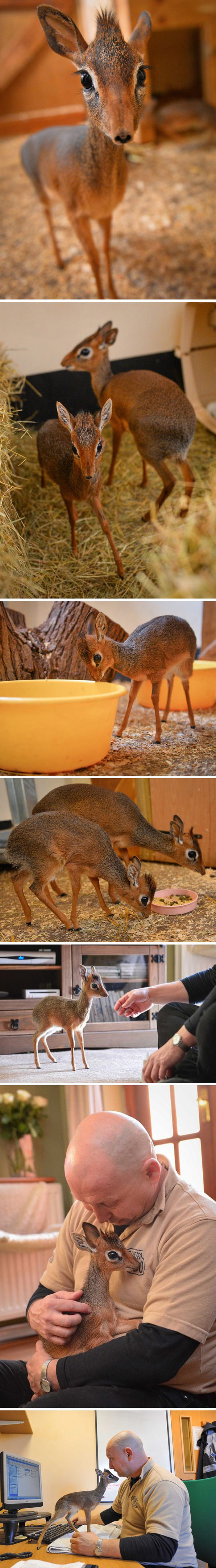 Najmanja antilopica na svijetu: Dik-Dik