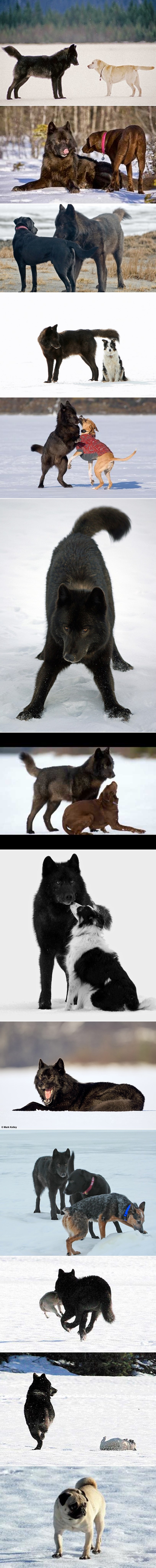 Priča o divljem crnom vuku koji je započeo dosad neviđenu tradiciju