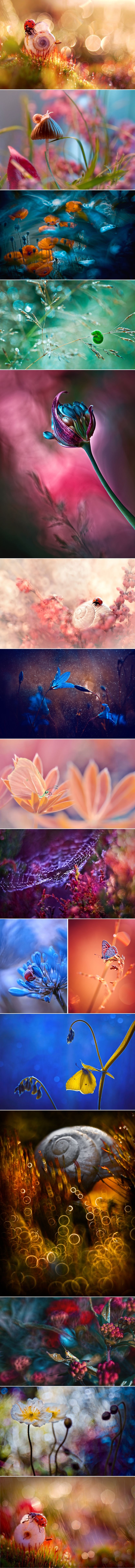 Neviđeno prelijepe i apsolutno čarobne makro fotke koje će vas ostaviti bez daha