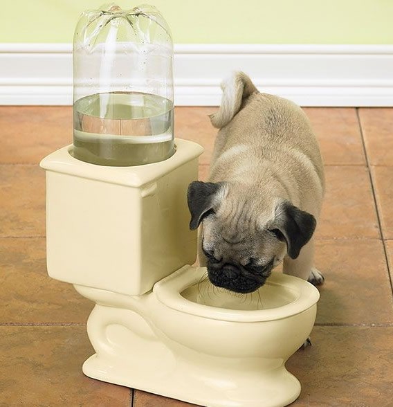 Pas vam pije iz WC-a? Evo rješenja