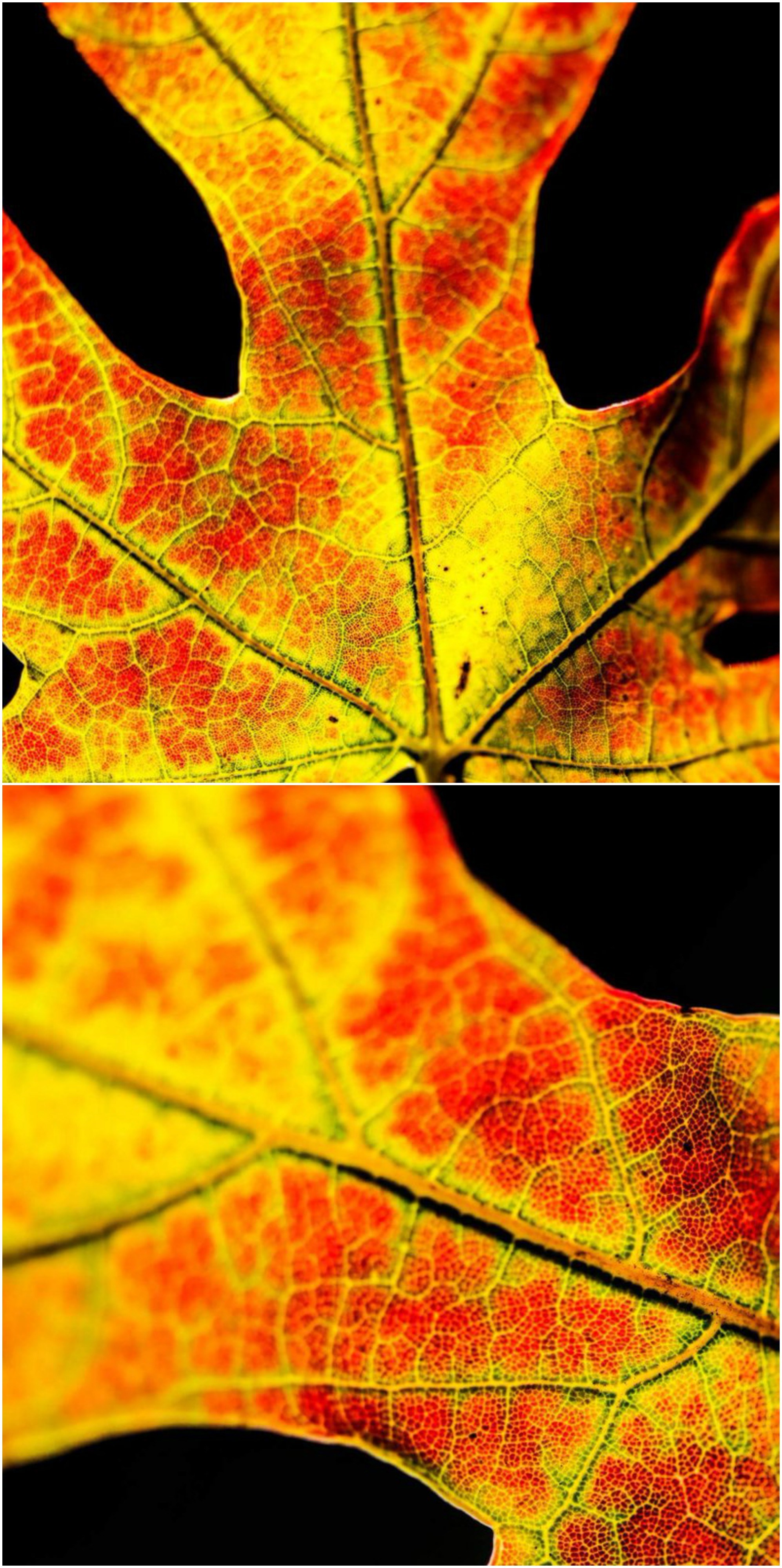 Jesen je - a znate li zašto je lišće promijenilo boju?