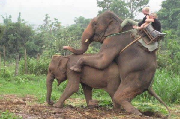 Cure provozale slona, slon "provozao" slonicu