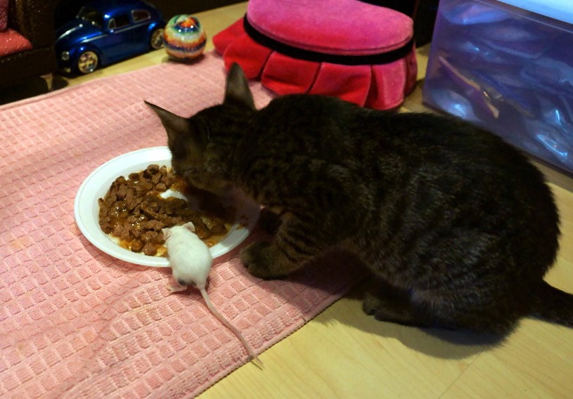 Mačka vegetarijanka: Najneučinkovitiji lovac na svijetu