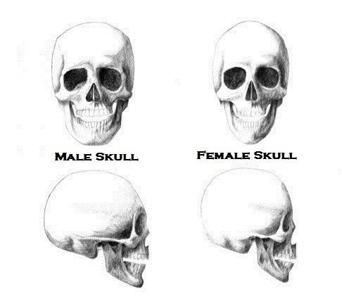 Razlike između žena i muškaraca