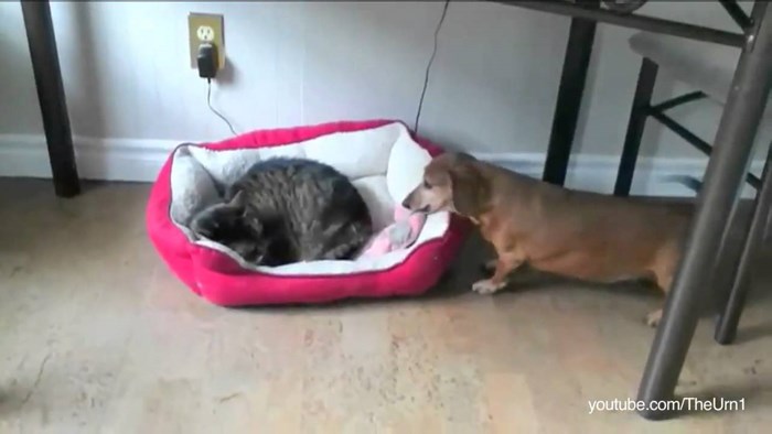 Pas ugledao mačku koja mu je ukrala krevet, a ovakvu reakciju niste očekivali!