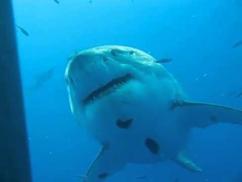 VIDEO: Najveći morski pas ikad zabilježen kamerom!