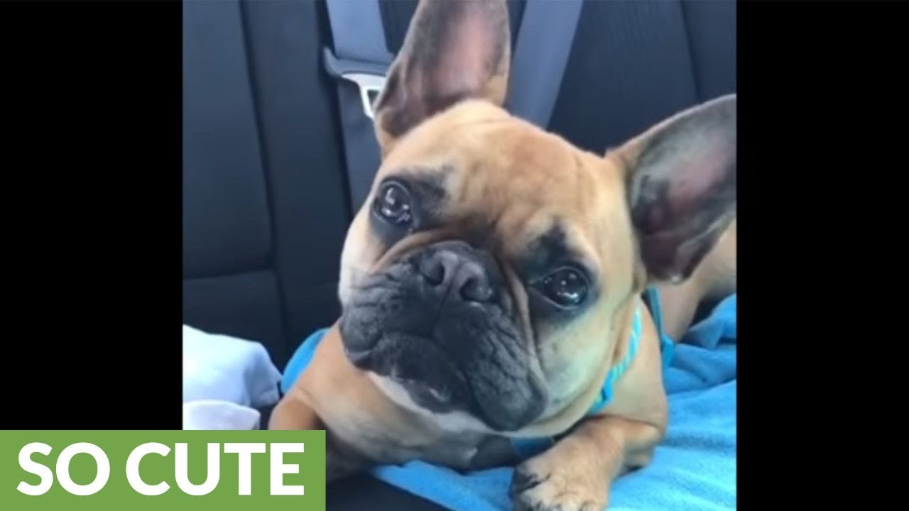 Pitala je psića želi li na kupanje, a njegov izraz lica sve govori