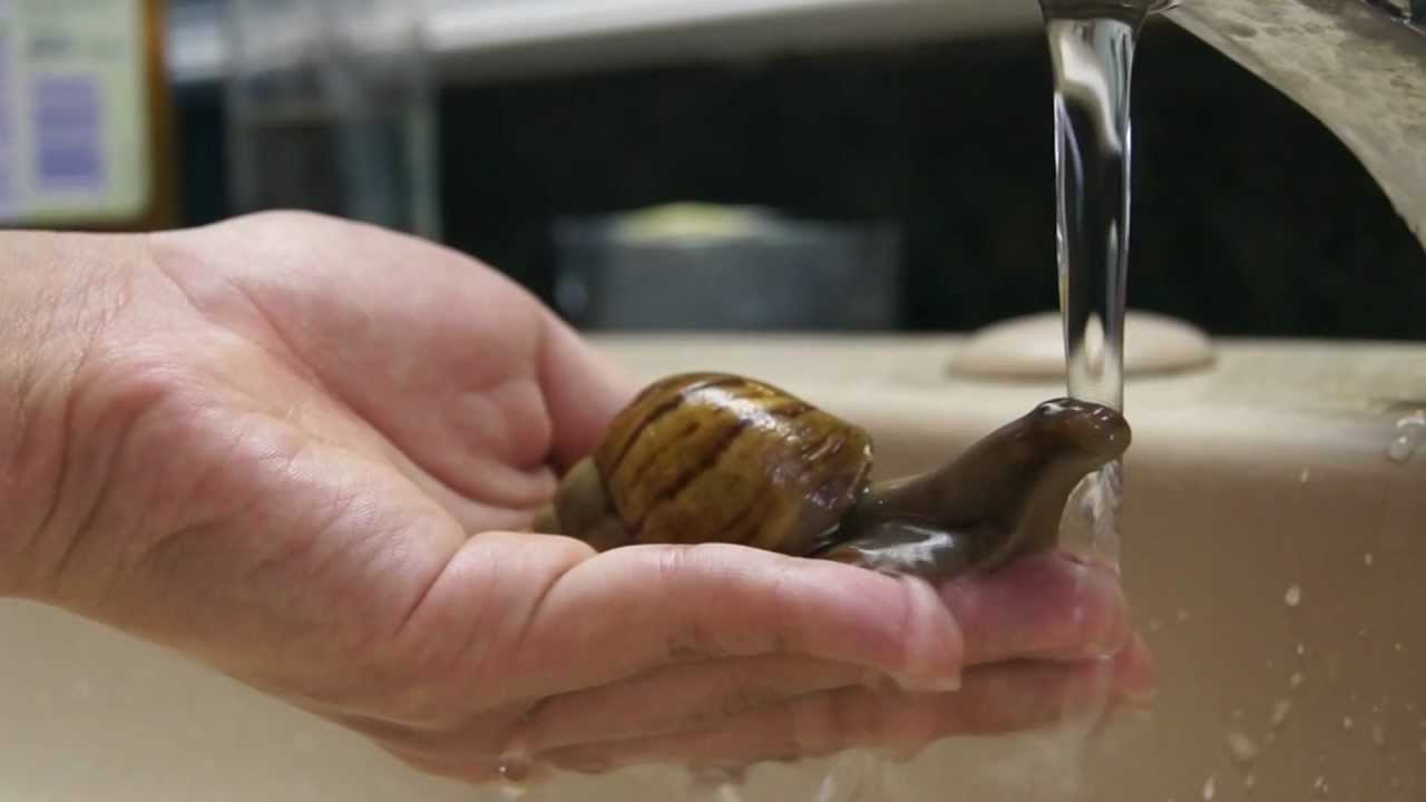 VIDEO: Jeste li vidjeli ikad puža kako se tušira?