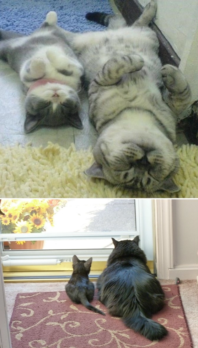 Mačke su toliko lijene da moraju učiti kako se odmarati