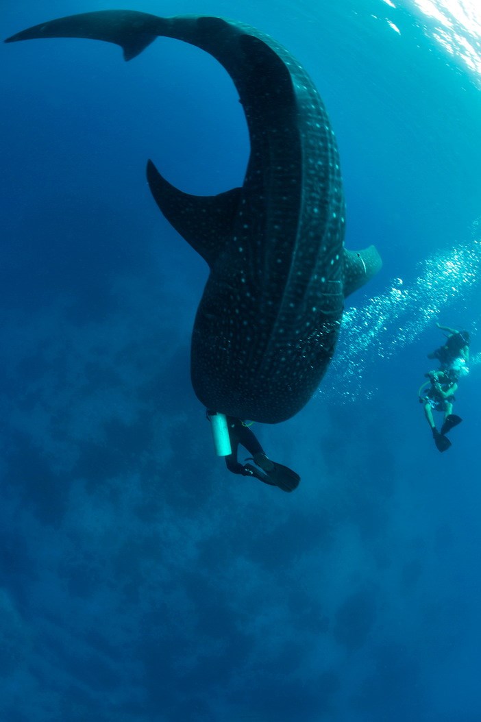 Kud se guraš kitopsini pred usta..