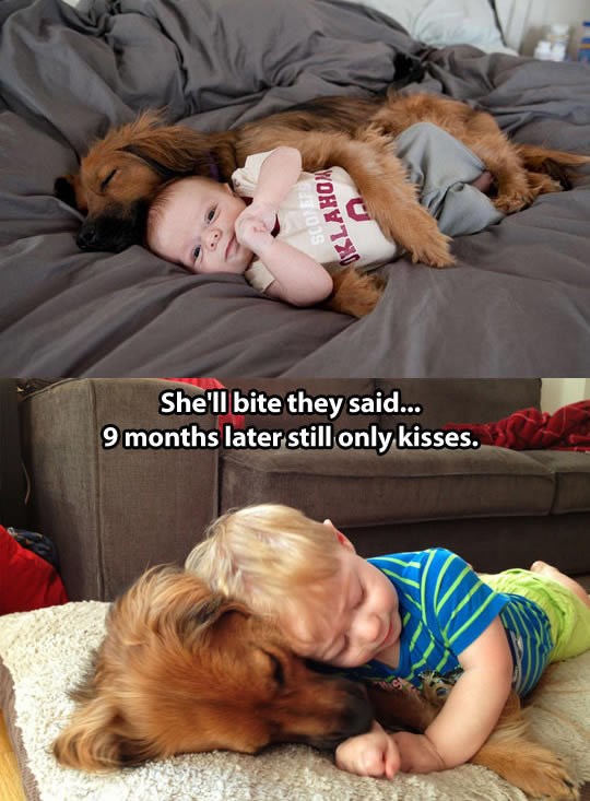 Dobri pas s poznate slike opravdao povjerenje roditelja