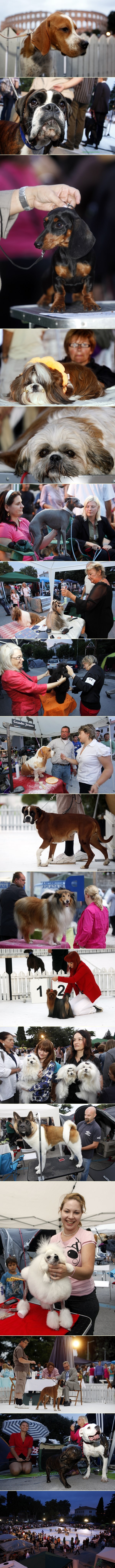 Preslatki psi na psećoj izložbi u Puli