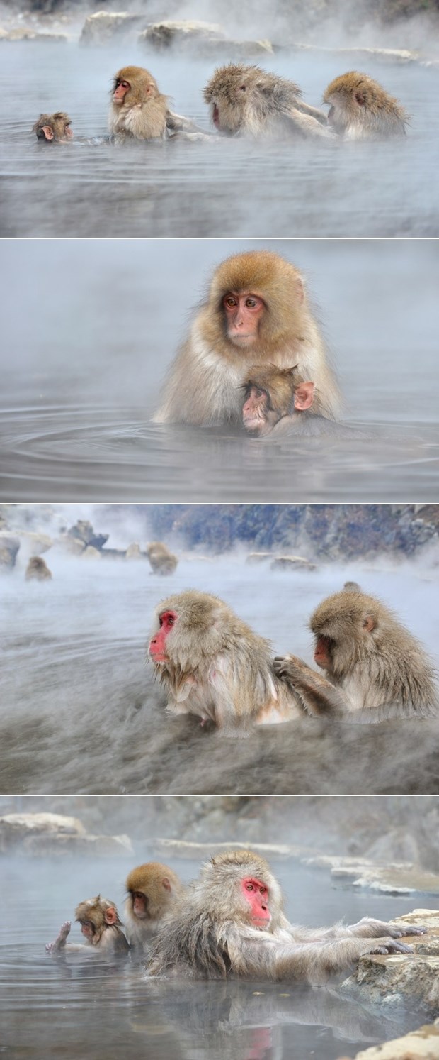 "Snježni majmuni" zavalili se u prirodni jacuzzi