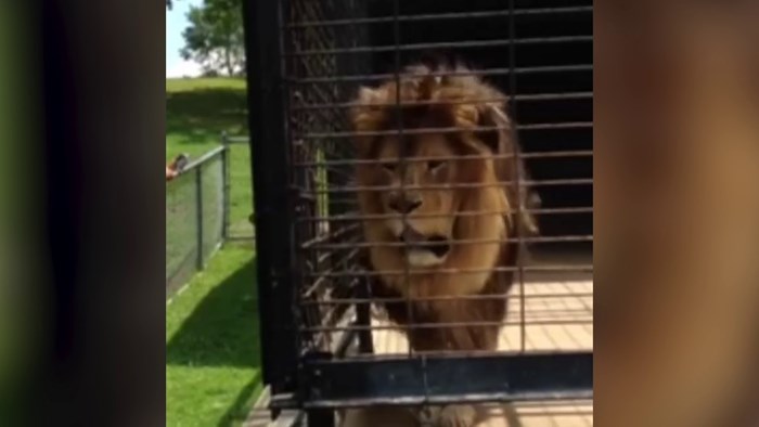 Mobitelom je snimala zatvorenog lava, a on joj je dao neugodno iznenađenje koje ju je ipak nasmijalo