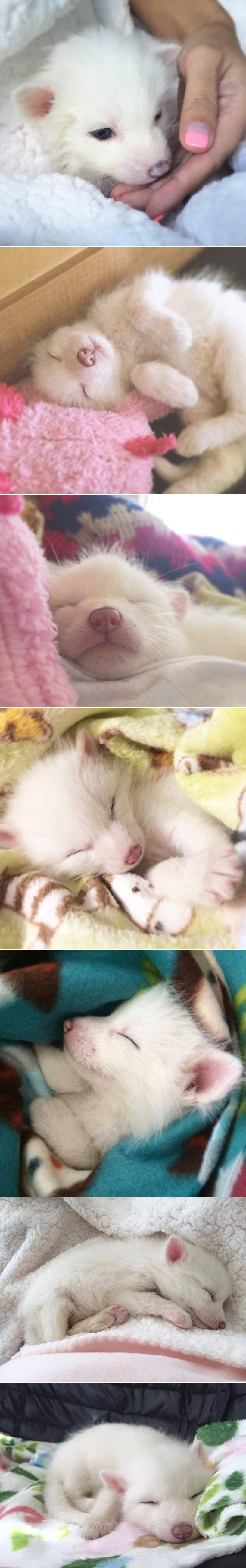 GALERIJA: Tri, dva, jedan - upravo ste se zaljubili u ovu malu njuškicu