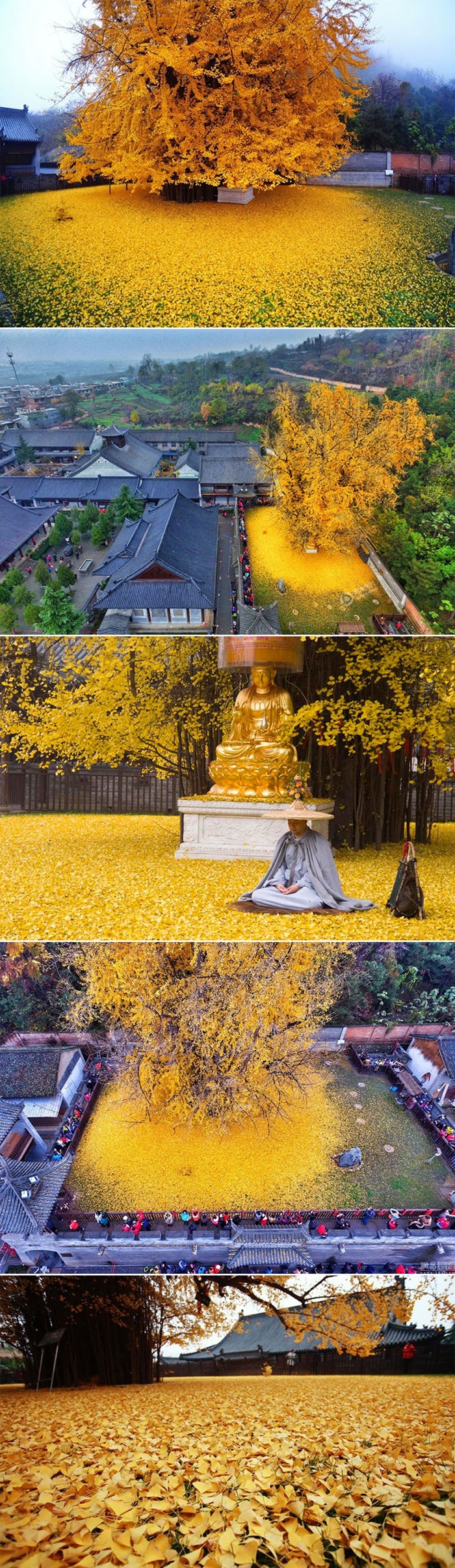 Predivno 1400 godina staro stablo ginkga budistički hram okupalo zlatnim morem lišća