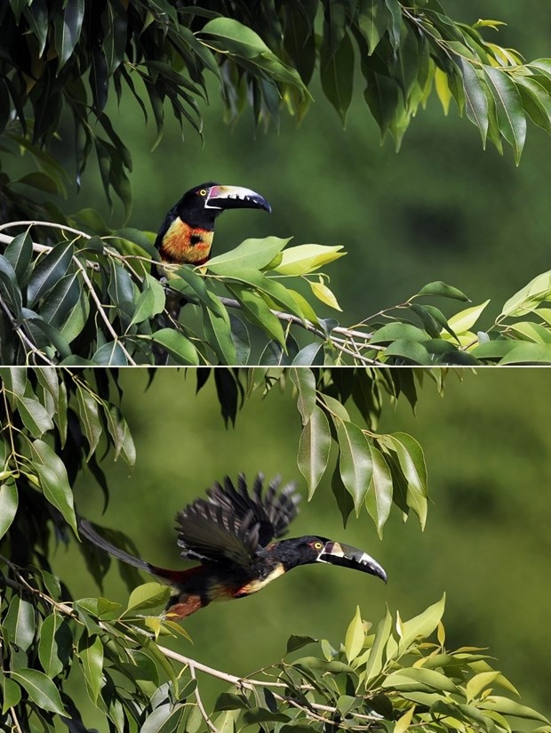 Tukan je spreman za let