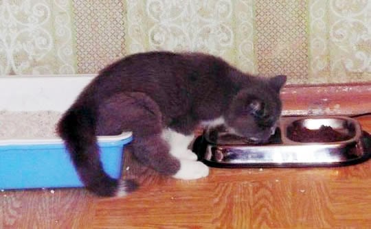 Multitasking mačka: Utovar-istovar, sve u isto vrijeme