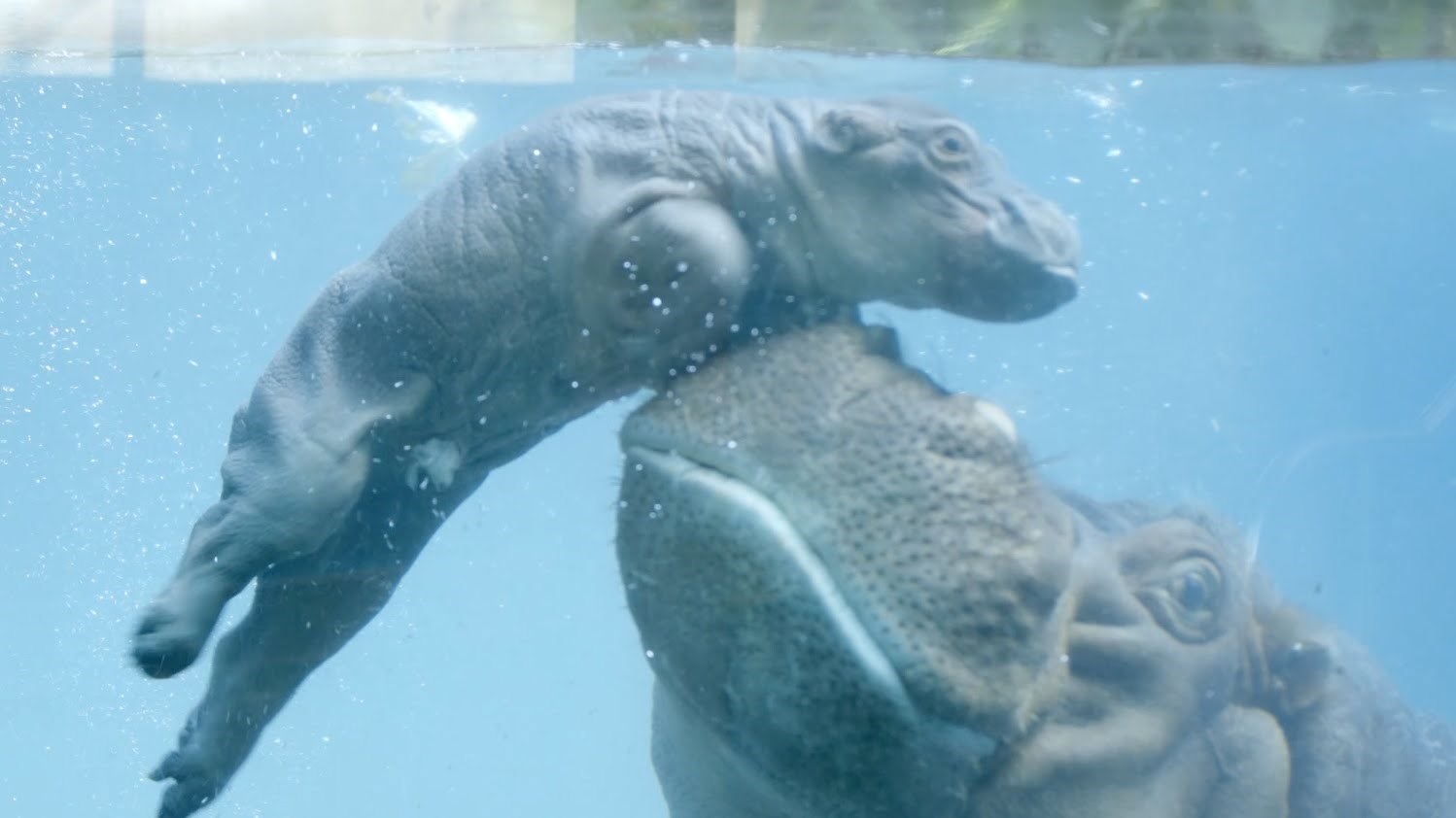 Video: Beba nilski konjić uči plivati - mama pomaže